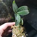 Ludisia discolor alba Jewel Orchid