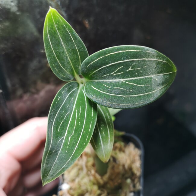 Ludisia discolor alba Jewel Orchid