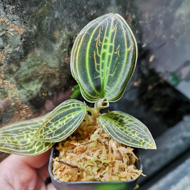 Mac. sanderiana 'Professor Lines' Jewel Orchid