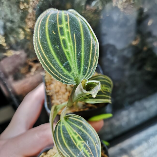 Mac. sanderiana 'Professor Lines' Jewel Orchid