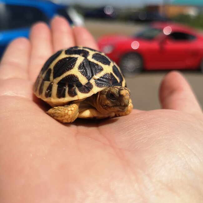 Indian Star Tortoise Baby