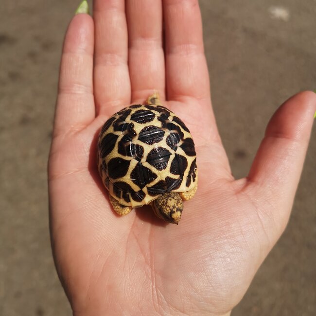 Indian Star Tortoise Baby