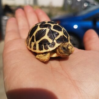 Indian Star Tortoise Baby