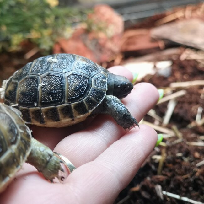 Black Greek Tortoise Baby