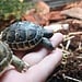 Black Greek Tortoise Baby