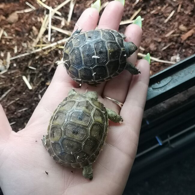 Black Greek Tortoise Baby
