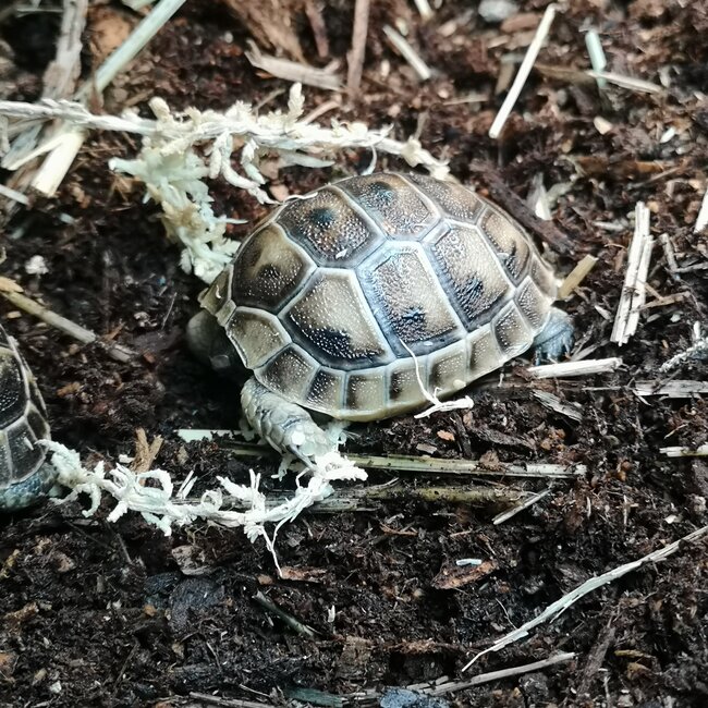 Black Greek Tortoise Baby