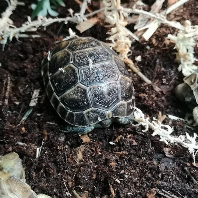 Black Greek Tortoise Baby