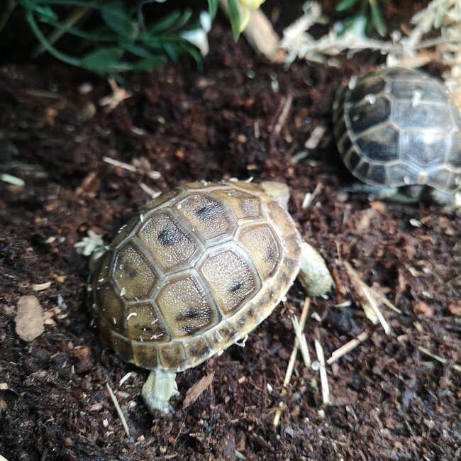 Black Greek Tortoise Baby