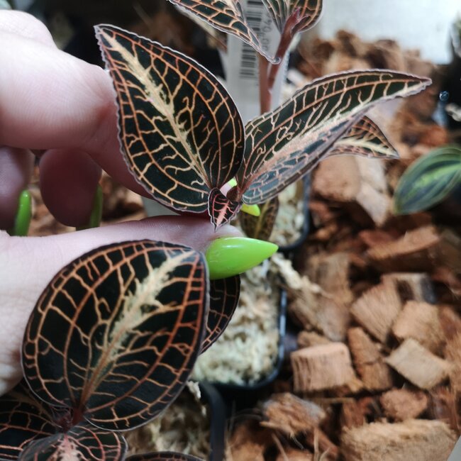 Anct. siamensis 'White Centre Pink Gold' Jewel Orchid