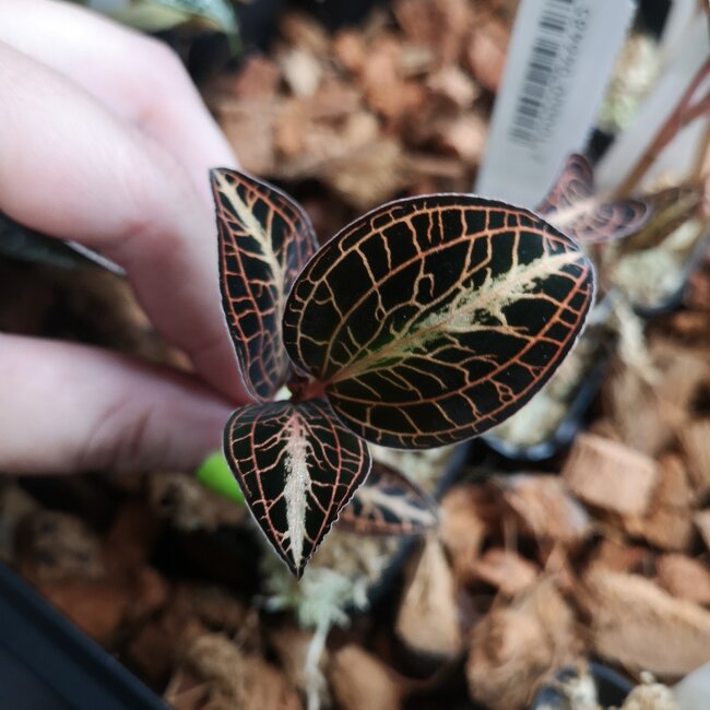 Anct. siamensis 'White Centre Pink Gold' Jewel Orchid