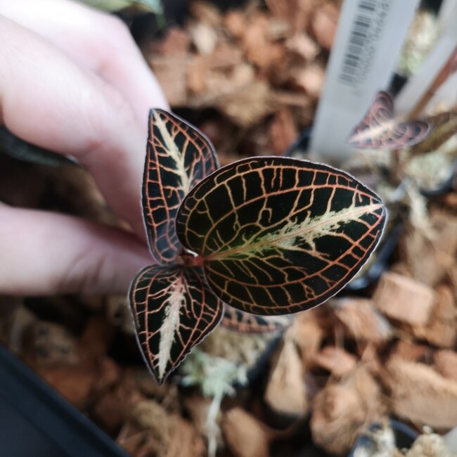 Anct. siamensis 'White Centre Pink Gold' Jewel Orchid
