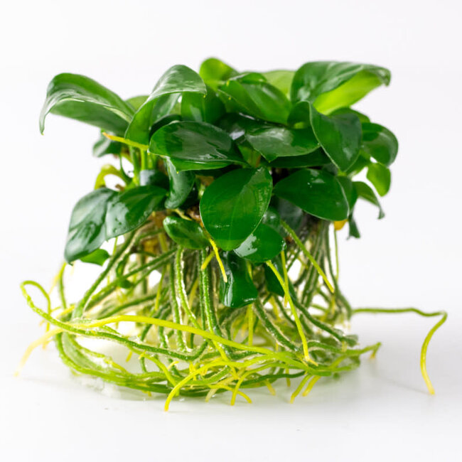 Anubias barteri nana 1-2-GROW!