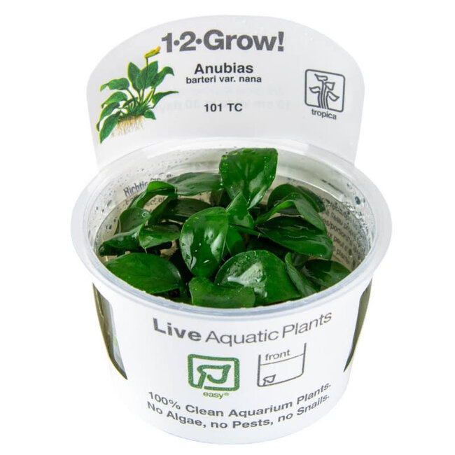 Anubias barteri nana 1-2-GROW!