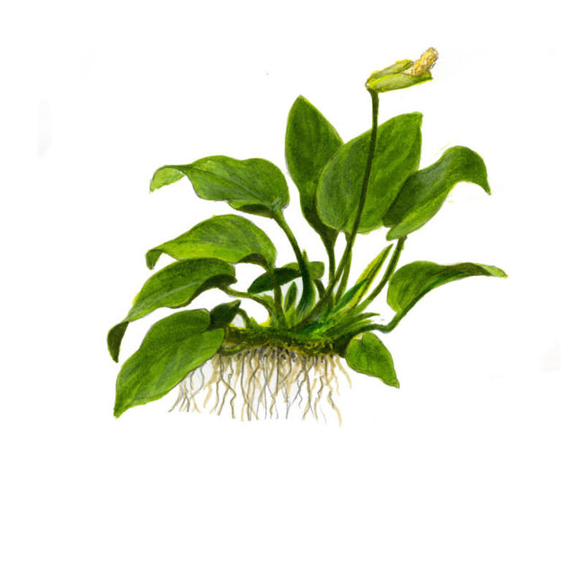 Anubias barteri nana 1-2-GROW!