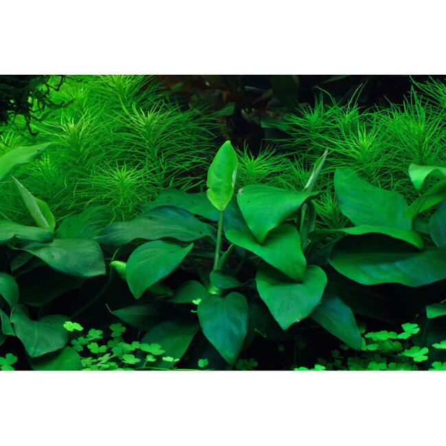 Tropica Anubias barteri nana 1-2-GROW!