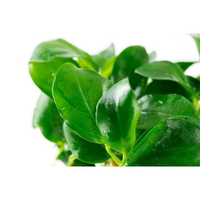 Anubias barteri nana 1-2-GROW!