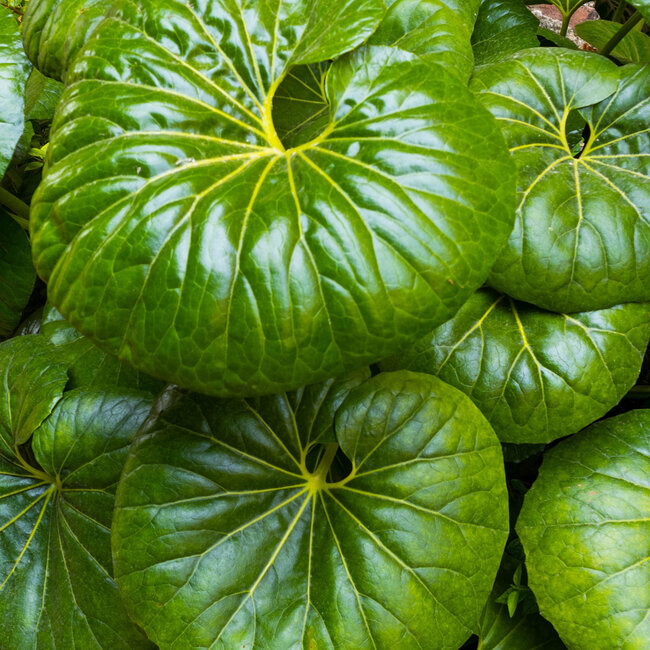 Giant leopard plant - Ligularia tussilaginea 'Gigantea' 6"