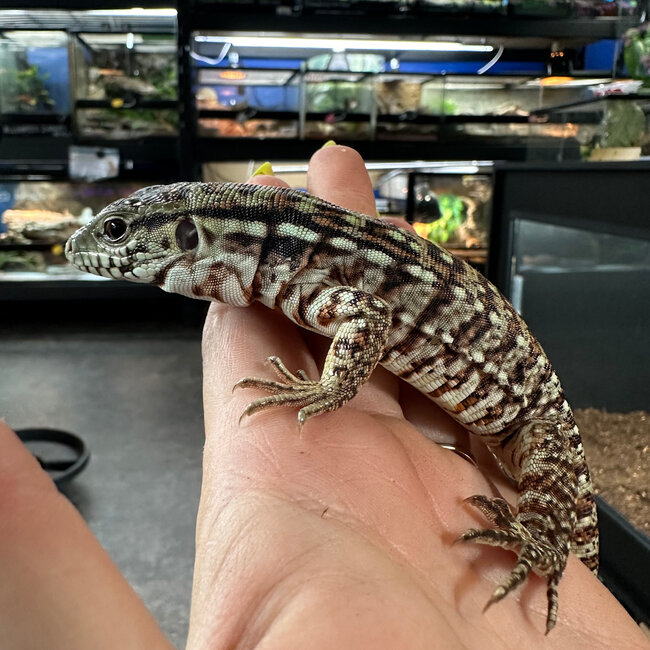 Red Tegu Baby