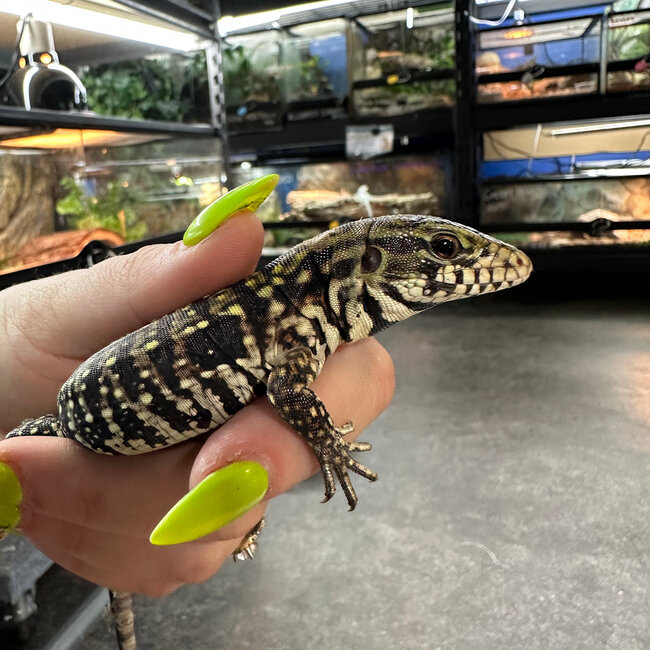 Red Tegu CB