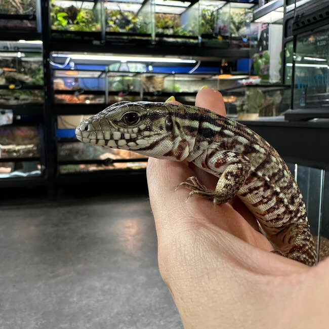 Red Tegu CB
