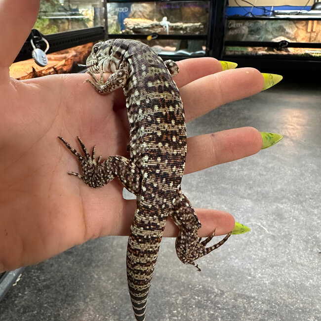Red Tegu CB