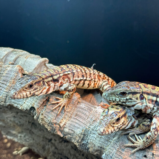 Red Tegu CB