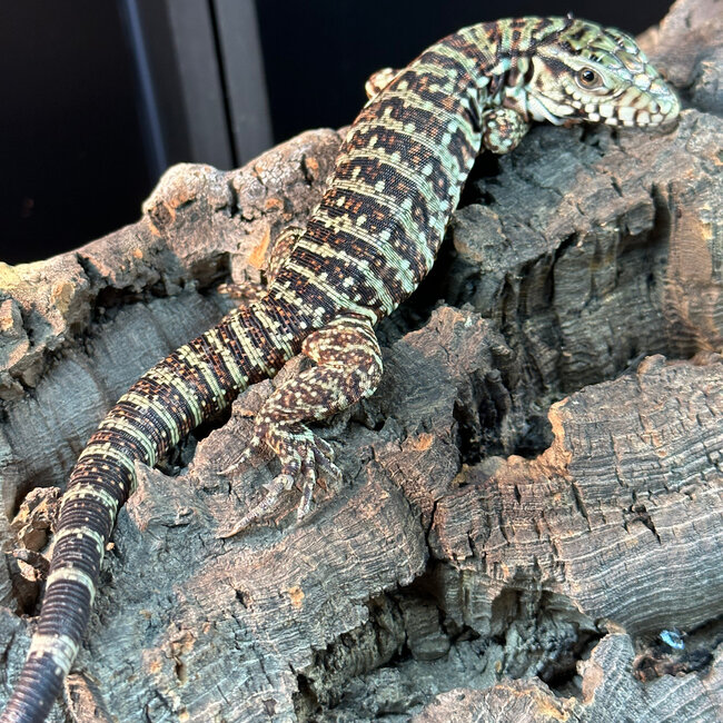 Red Tegu CB
