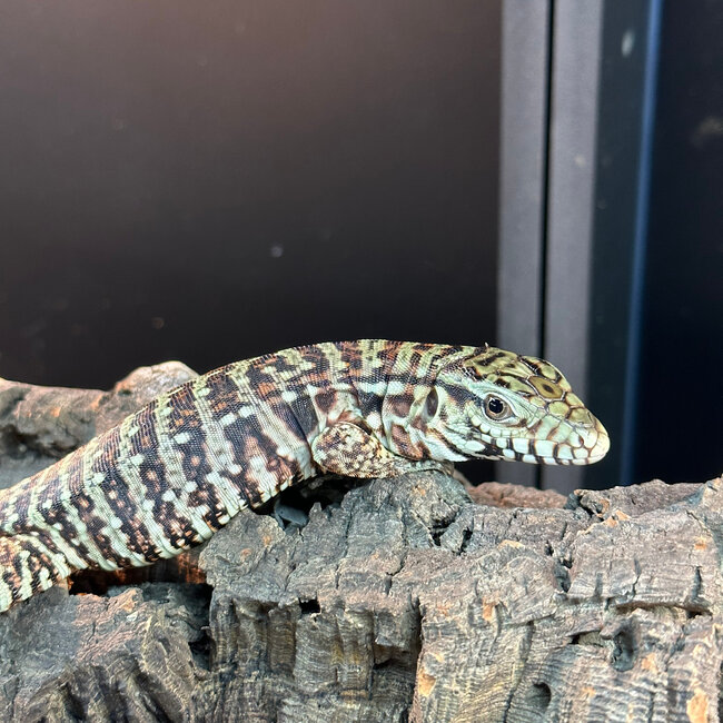 Red Tegu CB