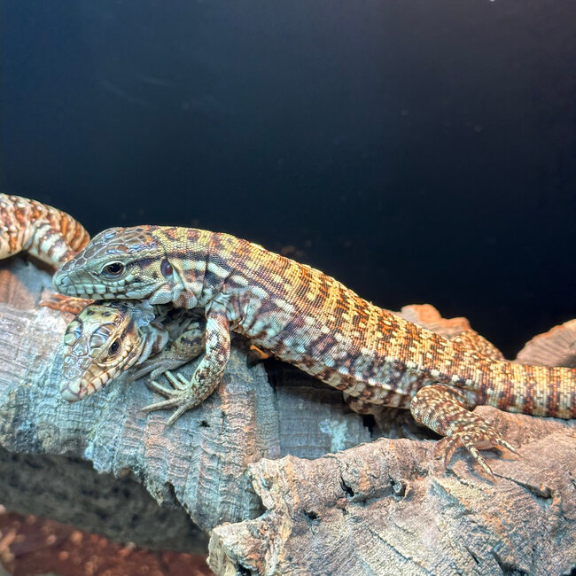 Red Tegu CB