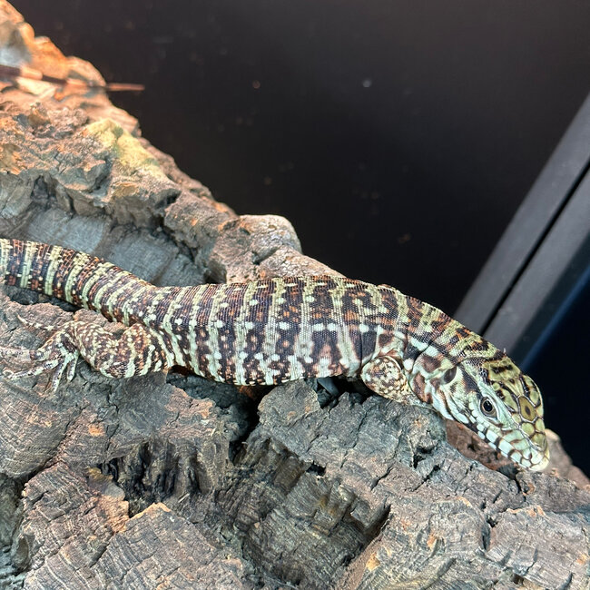 Red Tegu CB