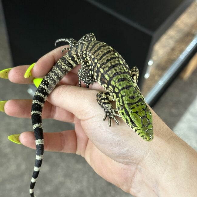 Black and White Tegu Baby