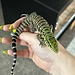 Black and White Tegu Baby