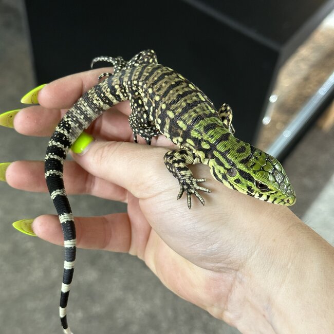 Black and White Tegu Baby