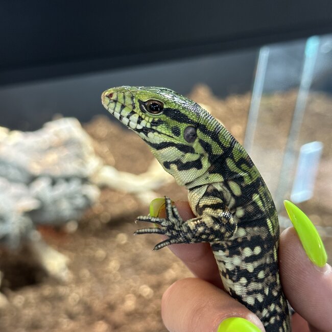 Black and White Tegu Baby