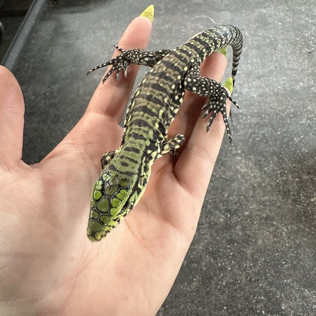 Black and White Tegu Baby