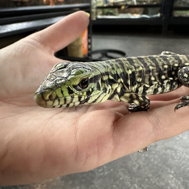 Black and White Tegu Baby