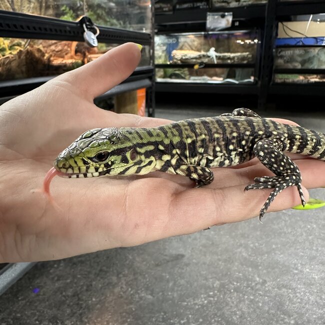 Black and White Tegu Baby
