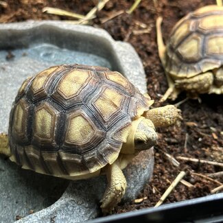 Sulcata Tortoise