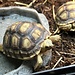 Sulcata Tortoise