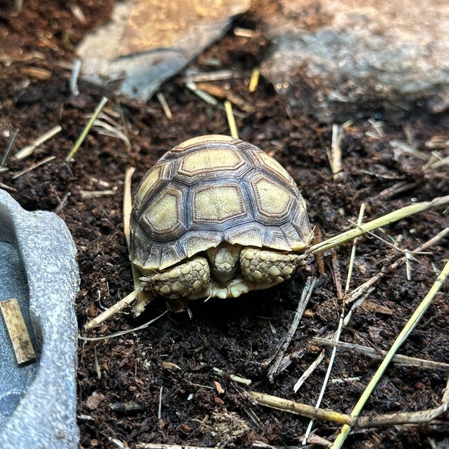 Sulcata Tortoise