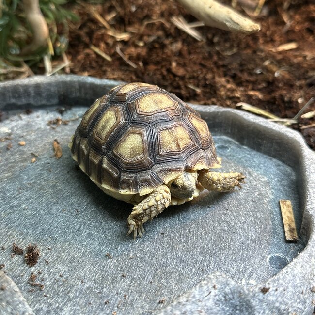 Sulcata Tortoise