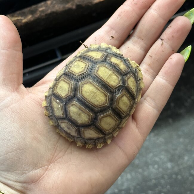 Sulcata Tortoise