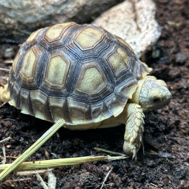 Sulcata Tortoise