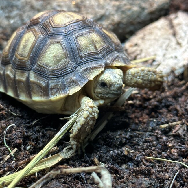 Sulcata Tortoise