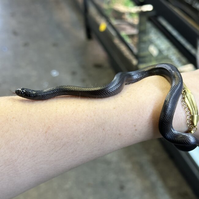 Black Mexican King Snake