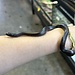 Black Mexican King Snake