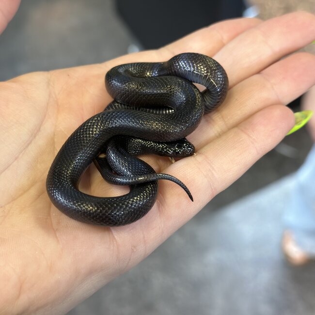 Black Mexican King Snake