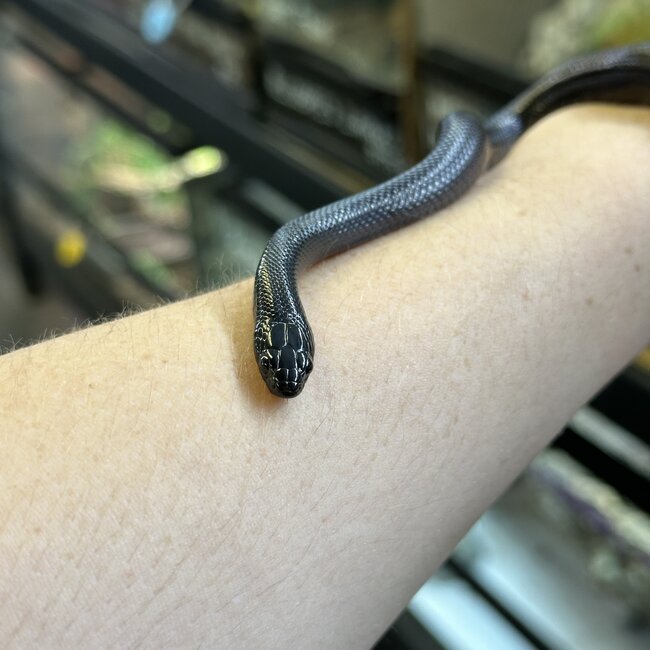 Black Mexican King Snake