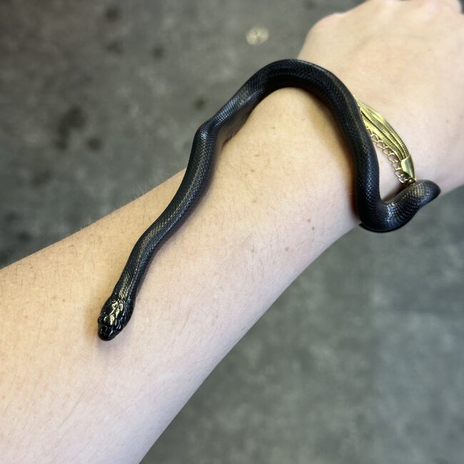 Black Mexican King Snake